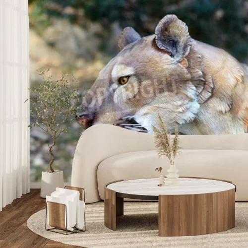 Fototapete Wildkatze mit reißzähnen