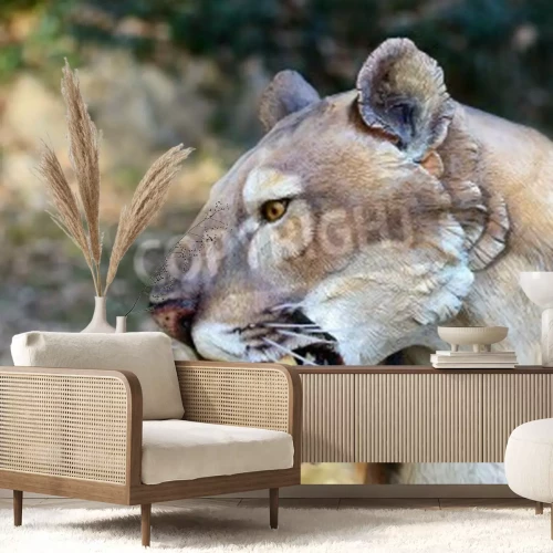 Fototapete Wildkatze mit reißzähnen