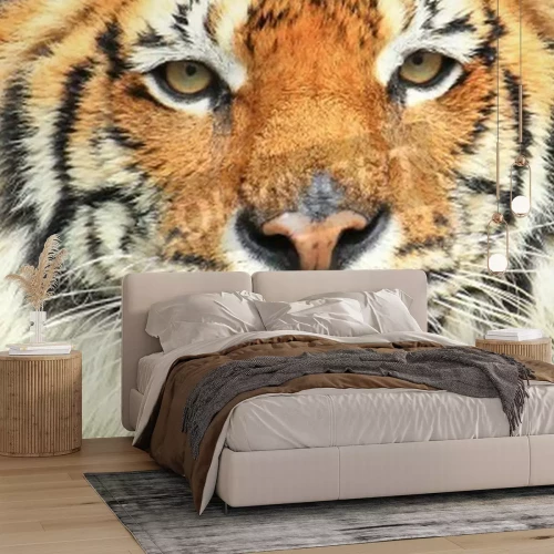 Fototapete Porträt eines wilden tigers