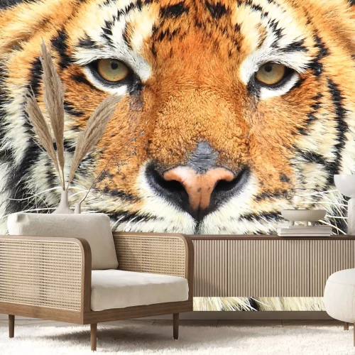 Fototapete Porträt eines wilden tigers