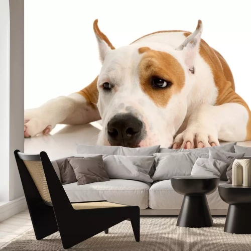 Sticker liegender gescheckter Hund