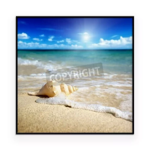 Poster Eine Muschel liegt an einem sonnigen Strand