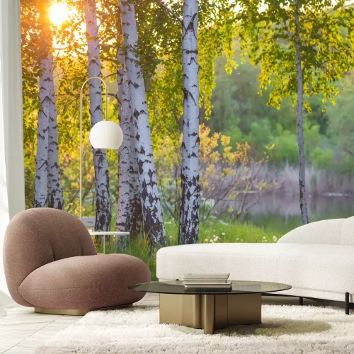 Fototapete Birken in der Nähe des Sees