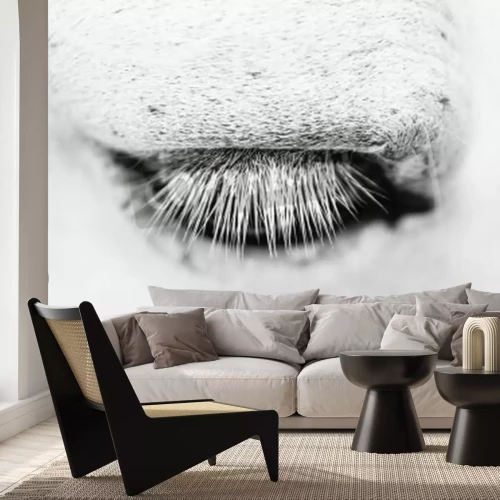 Fototapete Pferdeauge im makro-stil