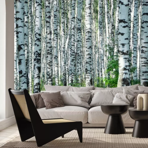 Fototapete Birkenhain