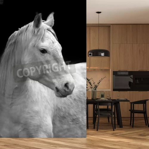 Fototapete Porträt eines pferdes auf dunklem hintergrund