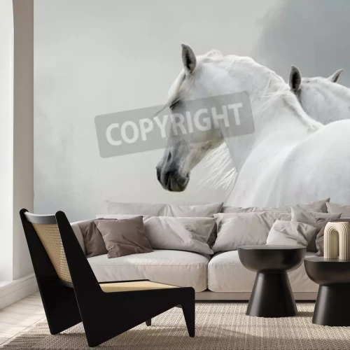 Fototapete Zwei pferde auf grauem hintergrund