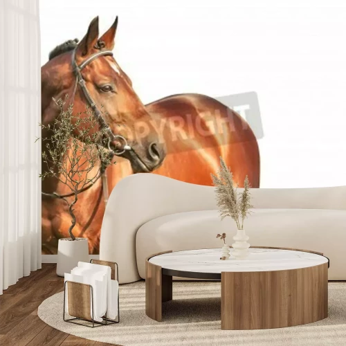 Fototapete Schwarzer hengst vor einem hellen hintergrund