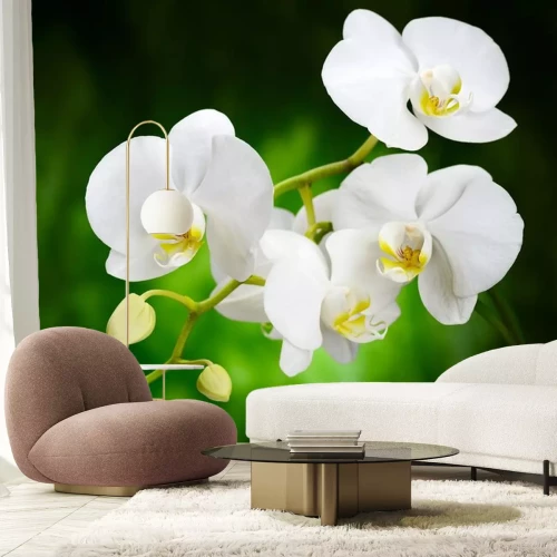 Sticker Weiße Blüten einer Orchidee