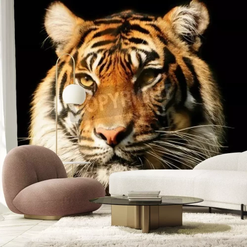 Fototapete Majestätischer tiger auf schwarzem hintergrund