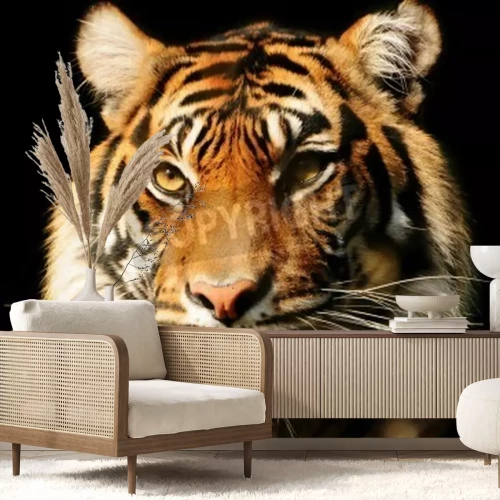 Fototapete Majestätischer tiger auf schwarzem hintergrund