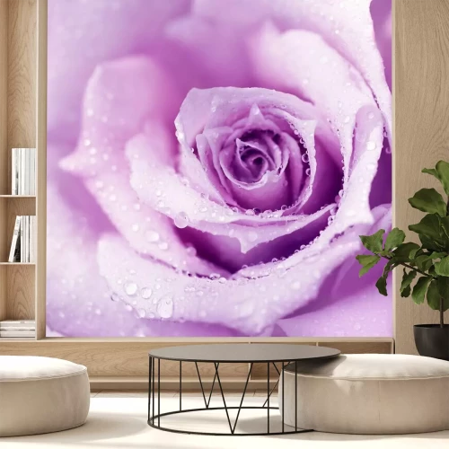 Fototapete Rose in Tautropfen