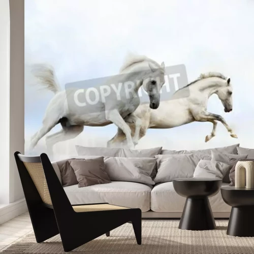 Fototapete Zwei springende pferde