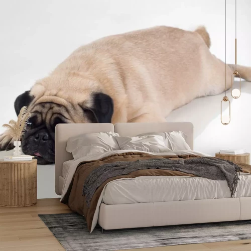 Sticker Nach vorne gestreckte Pfoten des Hundes Mops beim Ruhen