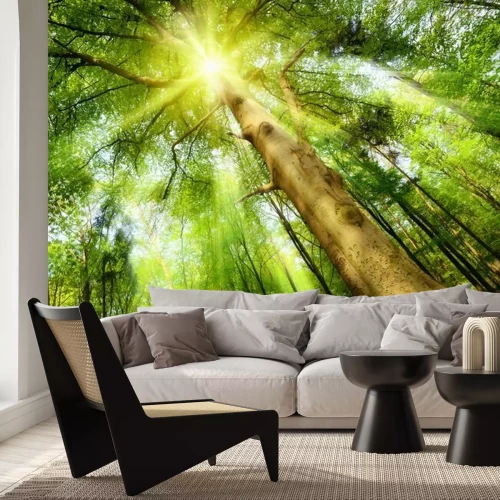 Fototapete Hohe Bäume