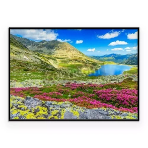 Poster Eine blühende Wiese hoch oben in den Bergen