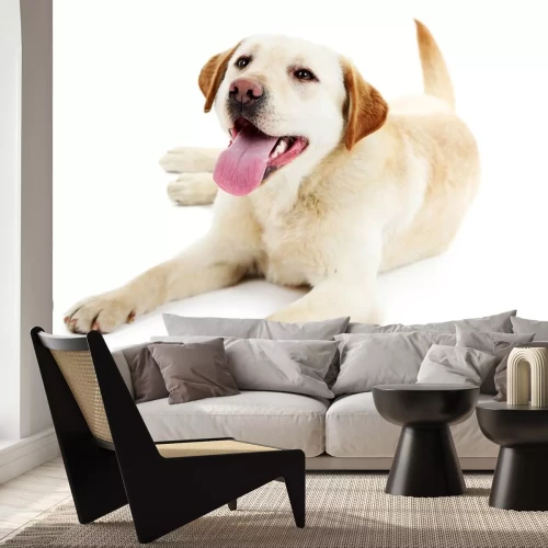 Sticker Labrador mit hängender Zunge