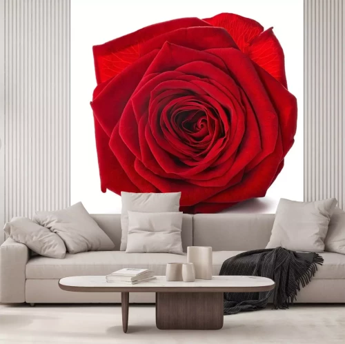 Sticker Riesige rote Rose