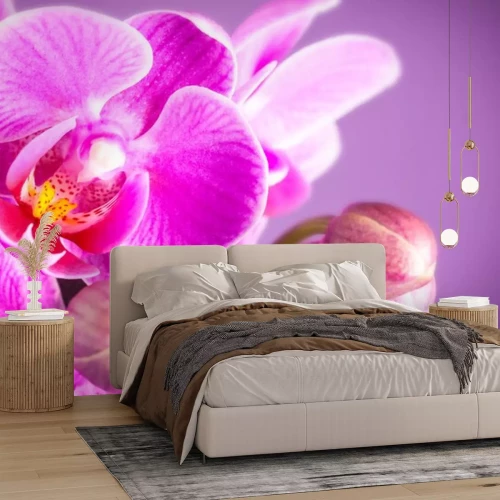 Sticker Lila Orchidee mit gelber Mitte