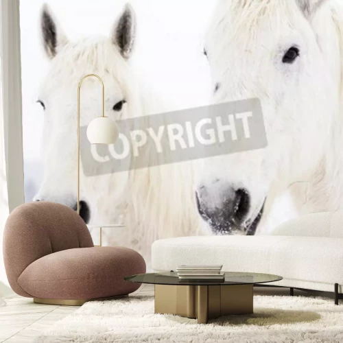 Fototapete Zwei schneebedeckte pferde