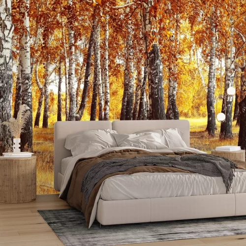 Fototapete Herbstlandschaft mit Birken