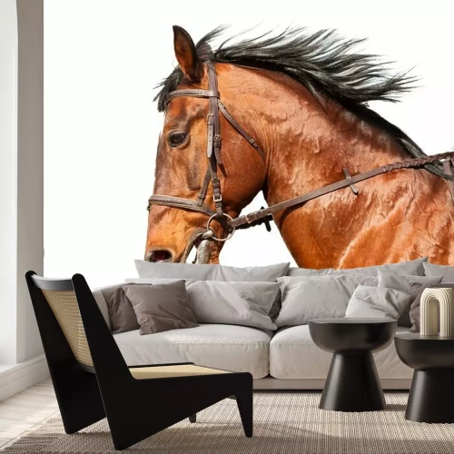 Sticker Bay Pferd im Profil auf einem weißen Hintergrund. Close-up.