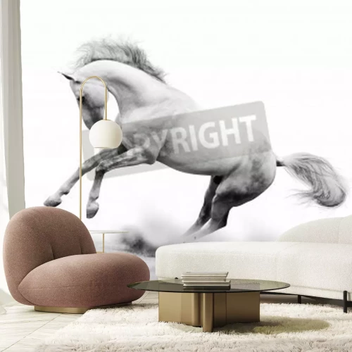 Fototapete Pferd im weißen staub