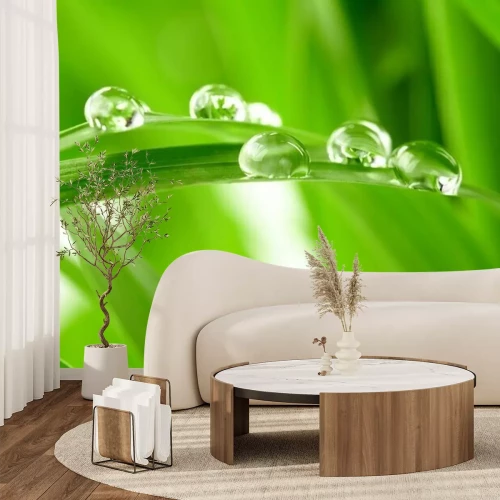 Fototapete Tau am Grashalm