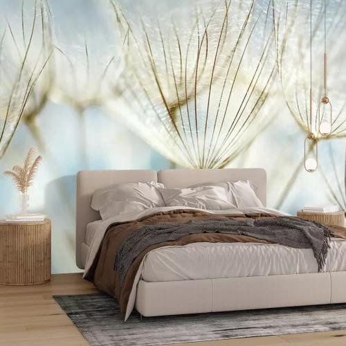 Fototapete Nahaufnahme einer flauschigen Pusteblume