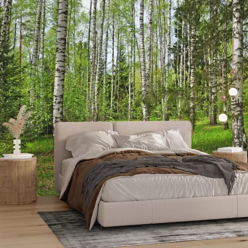 Fototapete Birken und Tannenbäume