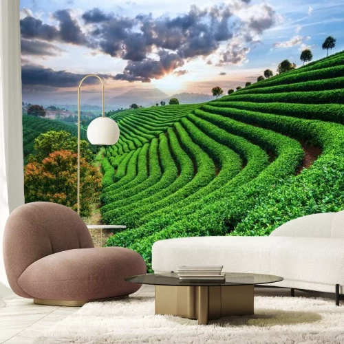 Fototapete Teeplantagen in Asien