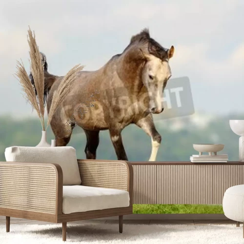 Fototapete Laufender grauschimmel