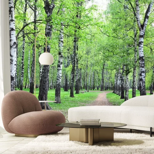 Fototapete Birken in der Nähe des Weges