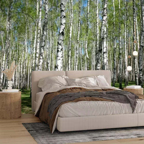 Fototapete Kleiner Wald voller Birken