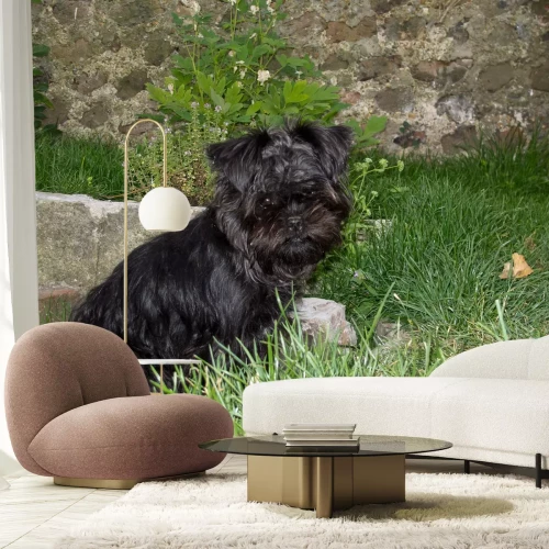 Fototapete Hund mit einer Betonwand im Hintergrund