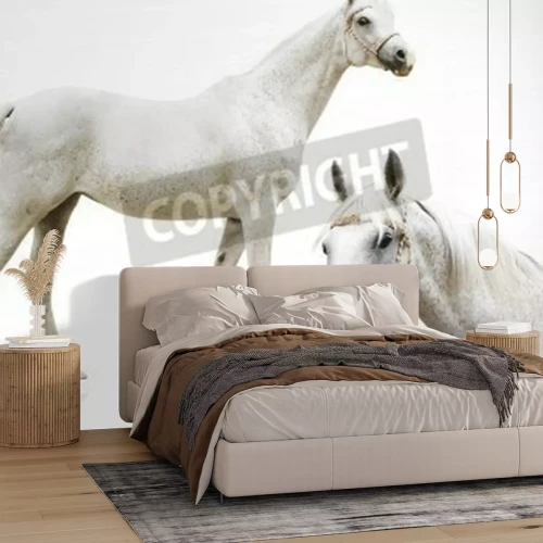 Fototapete Weiße araber