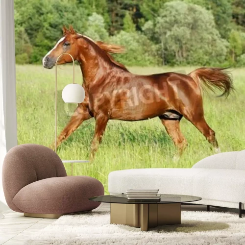 Fototapete Rappe im galopp