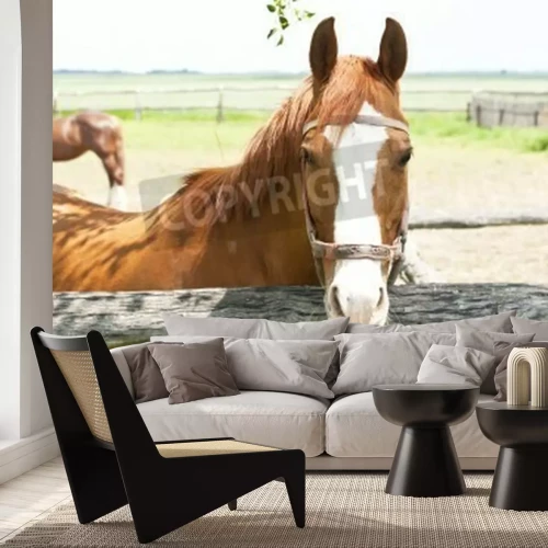 Fototapete Pferd im holzhof