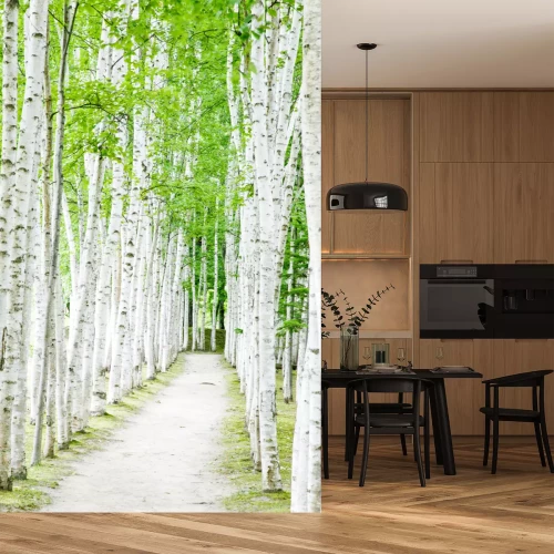 Fototapete Pfad mit Birken