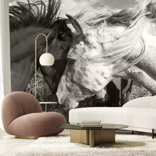 Fototapete Zwei Pferde beim Kuscheln