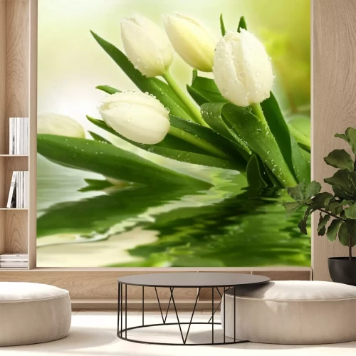 Fototapete Weiße Tulpen im Wasser