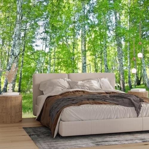 Fototapete Birkenwald