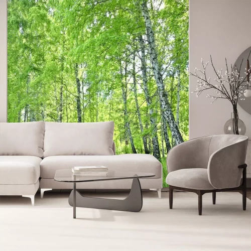 Fototapete Birkenwald