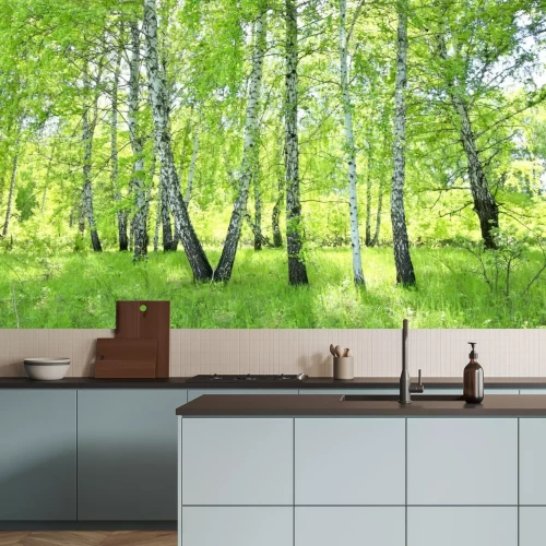 Fototapete Birkenwald