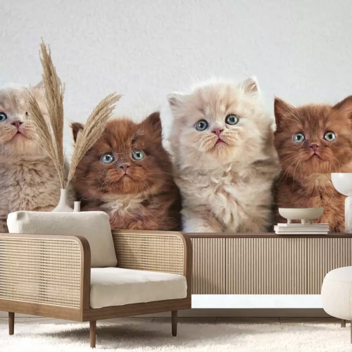 Sticker Flauschige Katzen mit blauen Augen