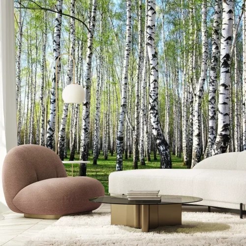 Fototapete Grün und Birken