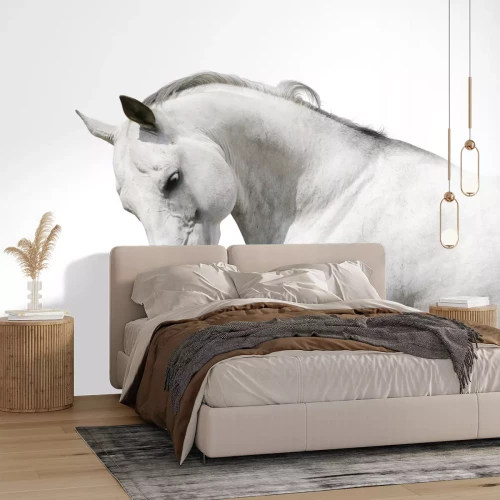 Fototapete Weißes pferd auf hellem hintergrund