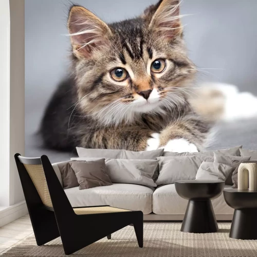 Sticker Katzen Hauskatze mit weißen Pfoten und Schnauze