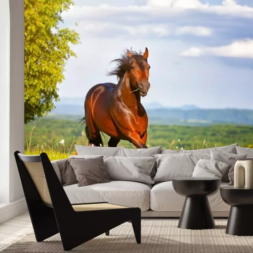 Fototapete Ein Pferd galoppiert an einem sonnigen Tag über eine Wiese.