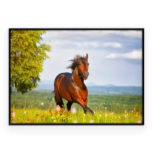 Poster Ein Pferd galoppiert an einem sonnigen Tag über eine Wiese.